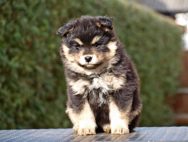 Finnischer Lapphund Welpe